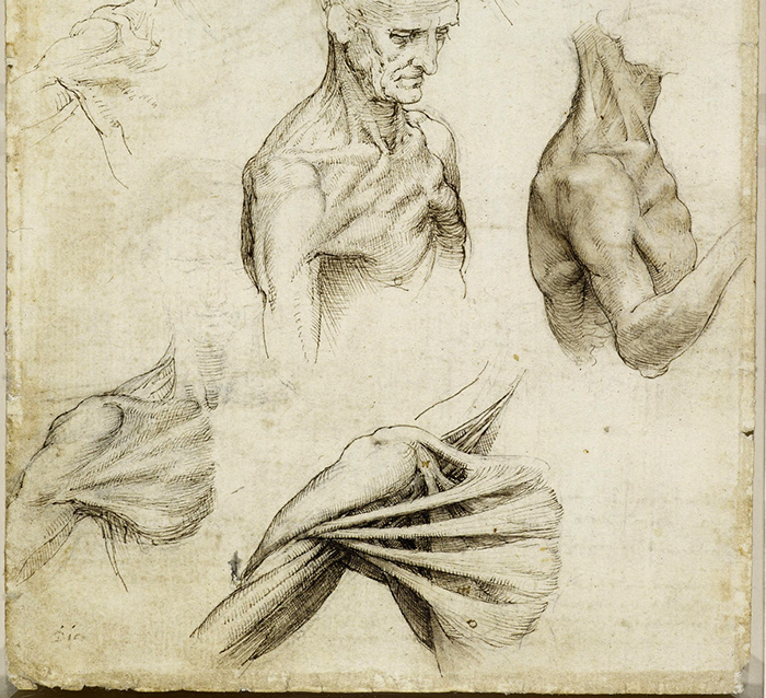 Recto: The muscles of the shoulder. Verso: The superficial anato